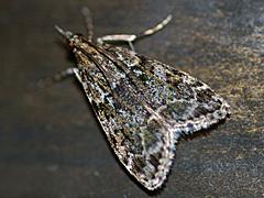 Crambid Snout Moth
